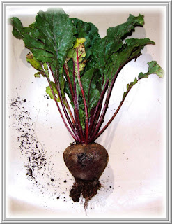 dieta morbida astringente fisterra dieta morbida astringente fisterra